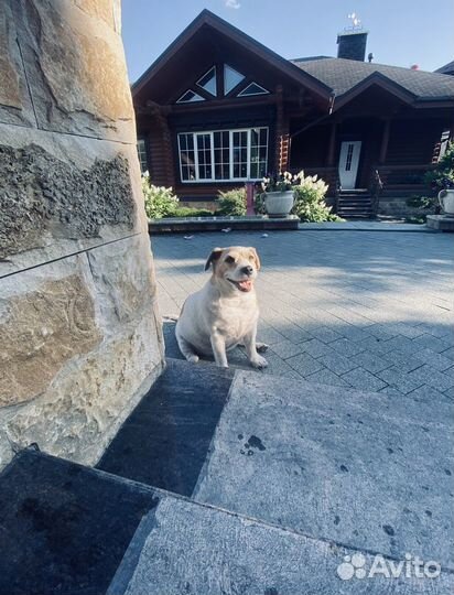 Передержка для собак