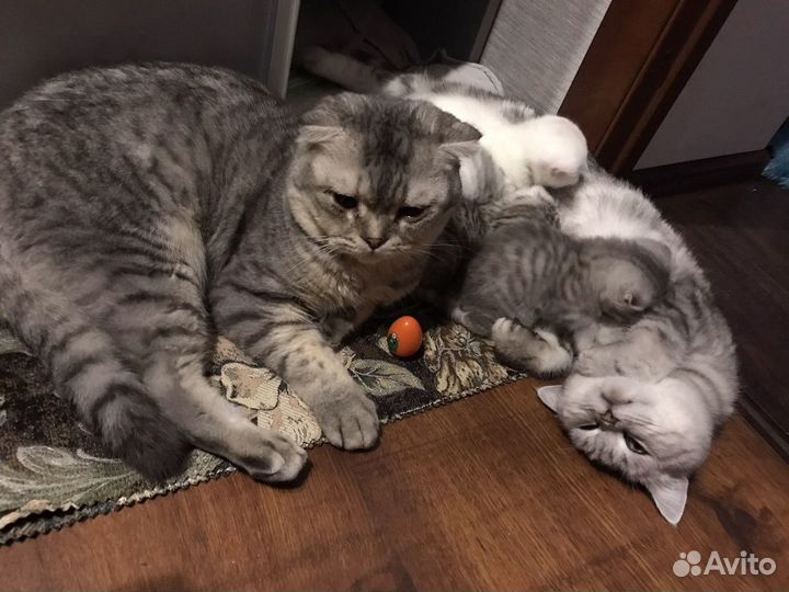 Котята шотландцы