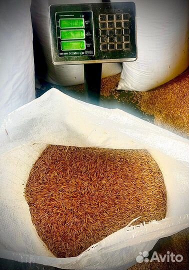 Зерно пшеница