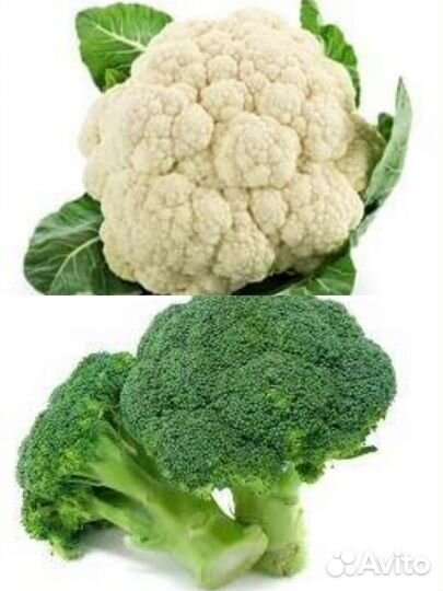 Капуста рассада