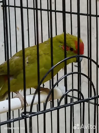 Попугаи 5видов