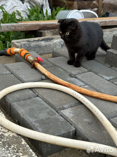 Сиамские котята