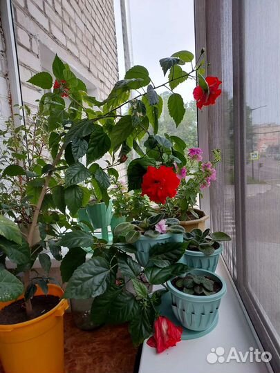 Гибискус (китайская роза)