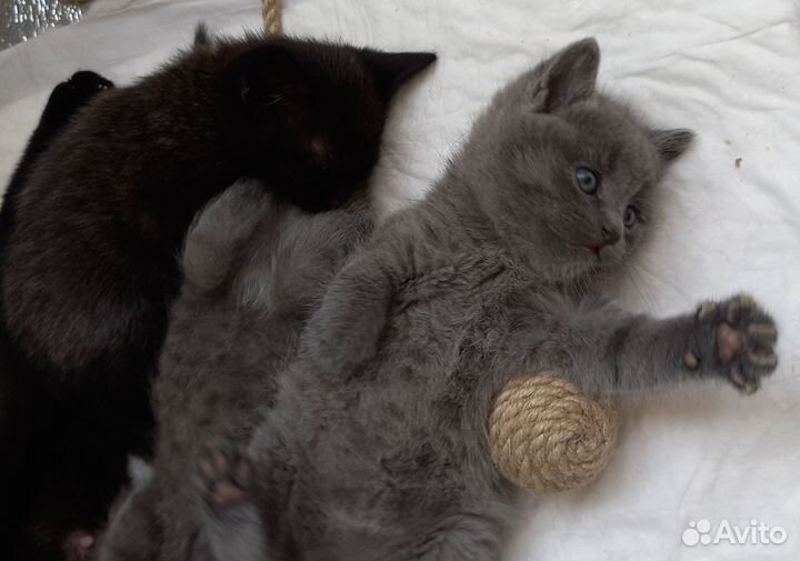 Кошечка светло - серенькая в дар доброму человеку