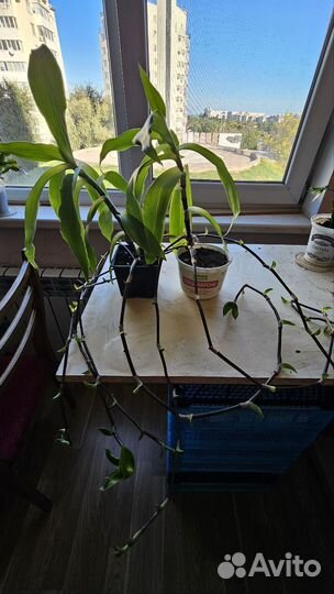 Золотой ус растение