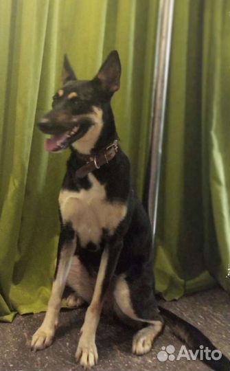 Собачка метис овчарки девочка