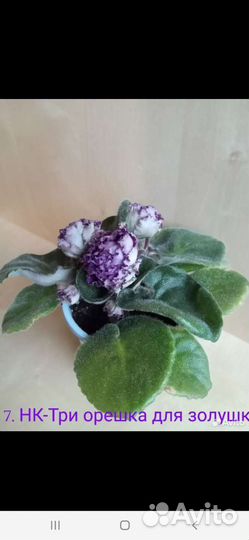 Цветущие фиалки стартеры