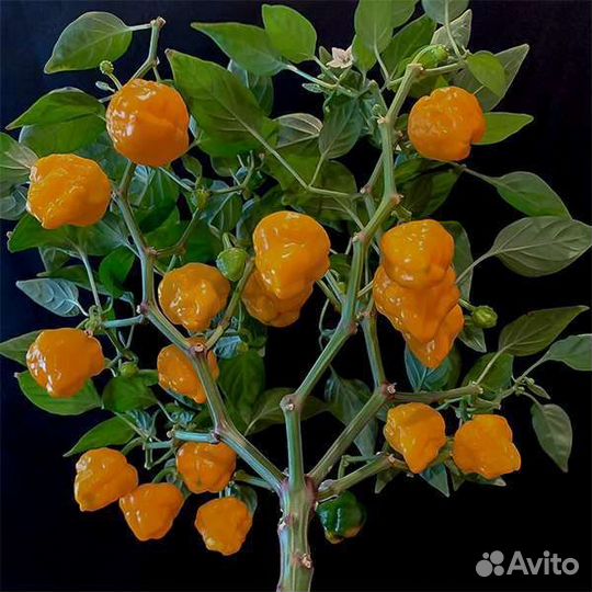 Jamaican Hot Orange - острый перец