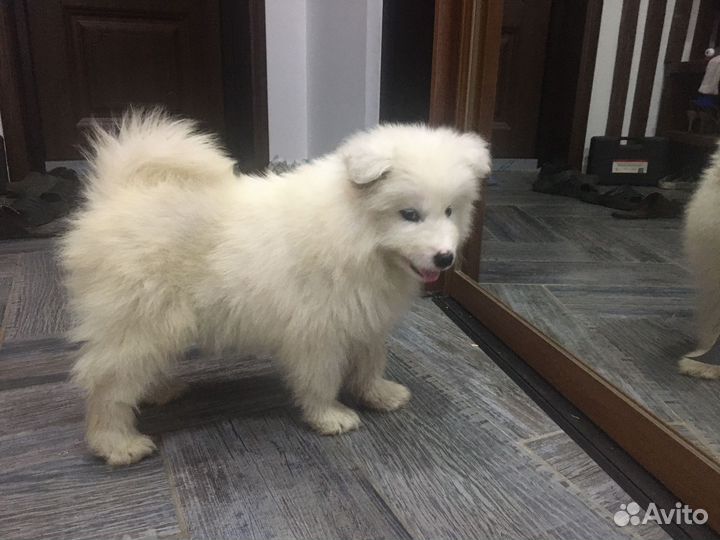 Продам щенков самоеда