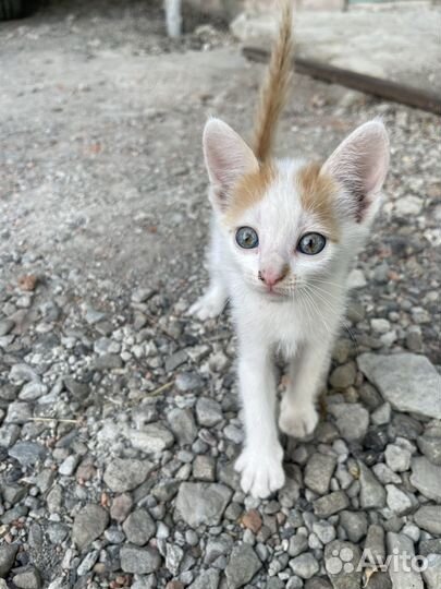 Котята в добрые руки даром