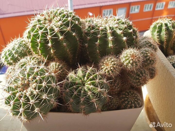 Кактусы и суккуленты