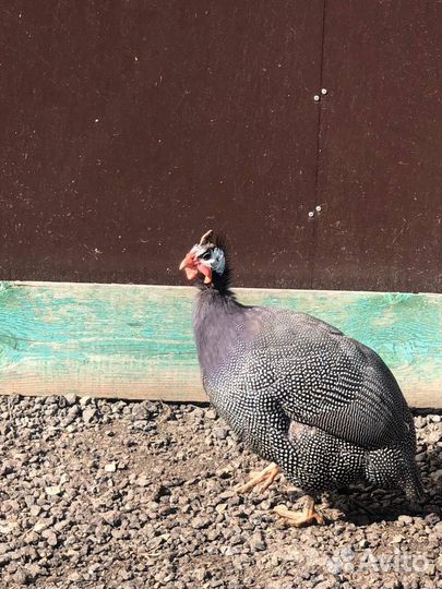 Птица цесарки