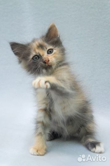 Трехцветная пушистая котенок Ру 2 месяца в дар