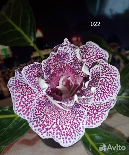 Детки глоксиний