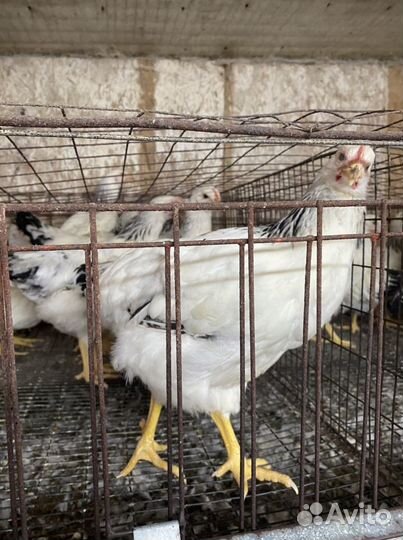 Мясояичные куры Доминант, Серебро