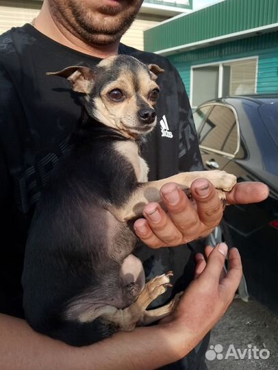 Той-терьер, чихуахуа