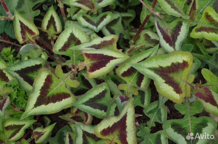 Цветы. Прайс Ч.3 Почвопокровники. Пряные