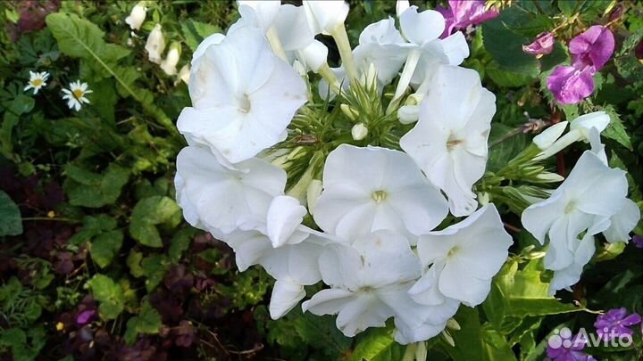 Продам многолетние цветы