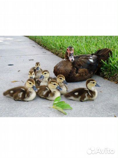 Инкубационное яйцо Индоутки