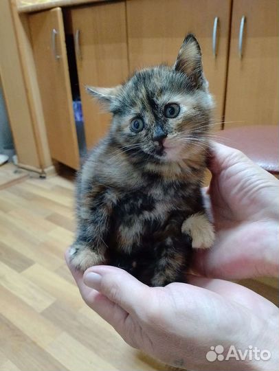 Котятки от родителей мышеловов