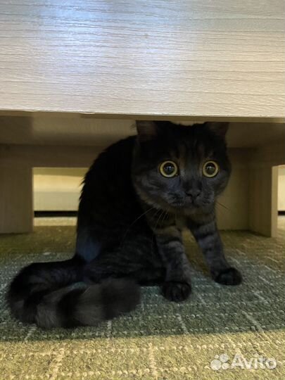 Кошка