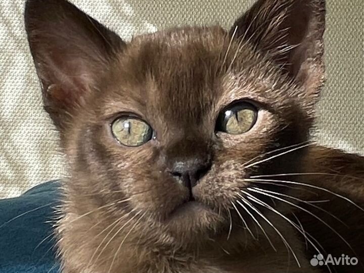 Бурма девочка соболь Последняя девочка