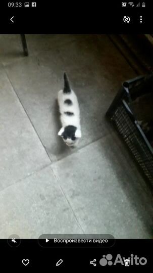 Отдам в добрые руки