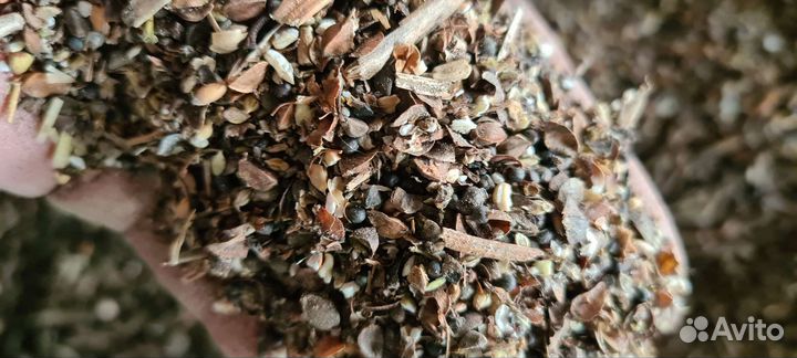 Зерноотход гречихи