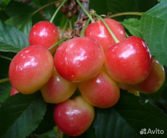 Саженцы черешни с закрытой корневой