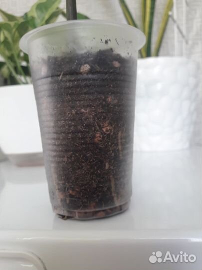 Замиокулькас черный равен , зензи