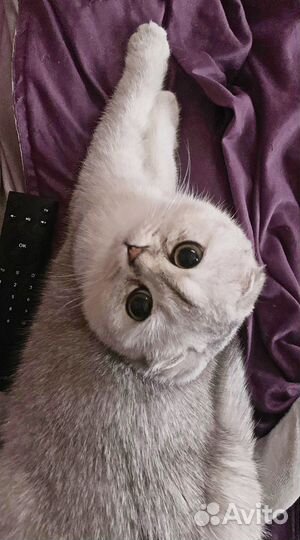 Кошка на вязку