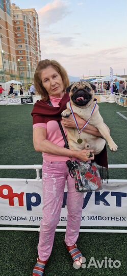 Вязка мопс мальчик