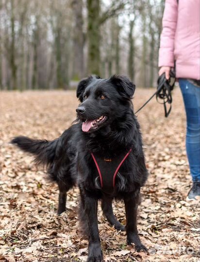 Добрый пёс ищет дом