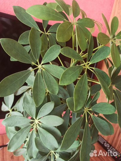 Комнатные цветы шефлера