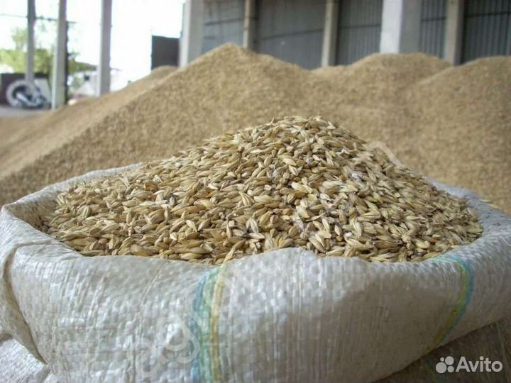 Ячмень зерно