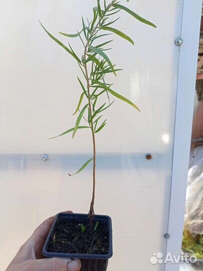 Эстрагон тархун