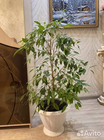 Комнатные растения цветы