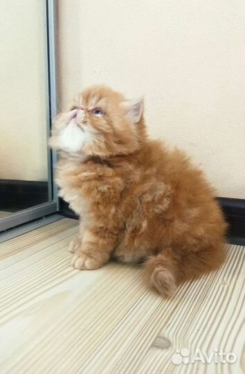 Персидский котенок