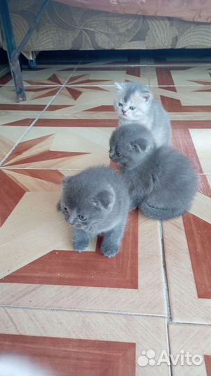 Очень милые красивые котята