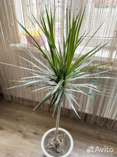 Пальма драцена