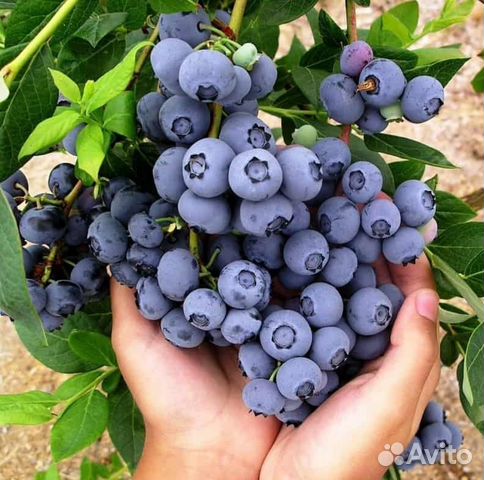 Голубика саженцы