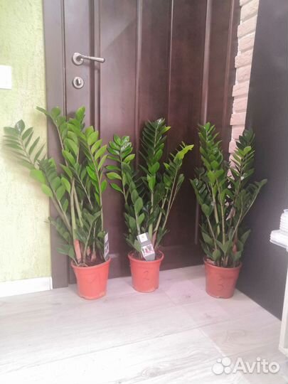 Замиокулькас долларовое дерево 17/80