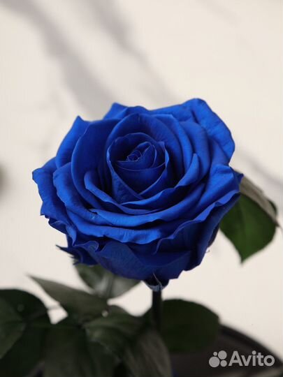 Роза синяя в колбе в упаковке с доставкой