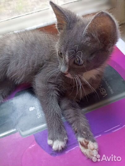 Маленький серый котенок мальчик