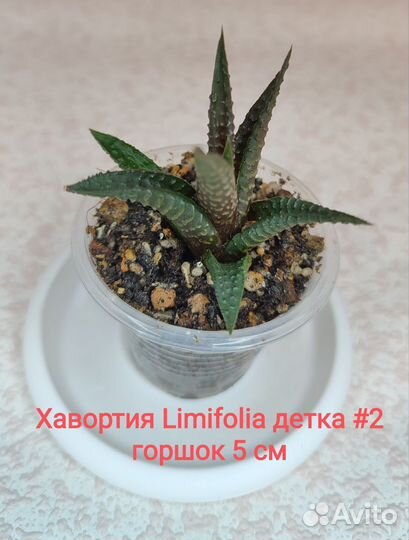 Хавортия, Гастерия вариегатная