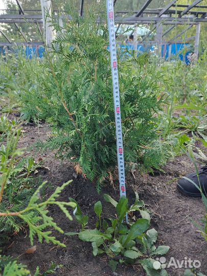 Туи западные Брабант, кедры сибирские