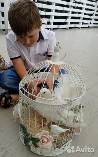 Павлины голуби декоративные