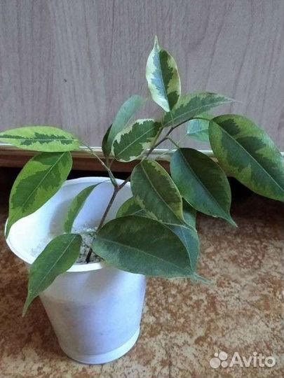Фикусы и разные комнатные