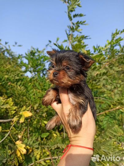 Йоркширский терьер щенки