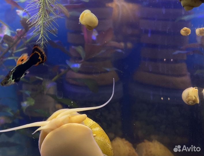 Улитки ампулярии